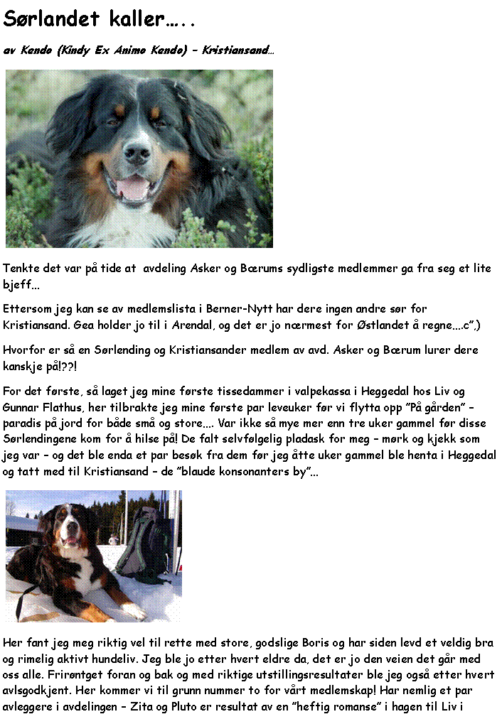 Tekstboks: S�rlandet kaller�..av Kendo (Kindy Ex Animo Kendo) � Kristiansand�￼Tenkte det var p� tide at  avdeling Asker og B�rums sydligste medlemmer ga fra seg et lite bjeff� Ettersom jeg kan se av medlemslista i Berner-Nytt har dere ingen andre s�r for Kristiansand. Gea holder jo til i Arendal, og det er jo n�rmest for �stlandet � regne�.c�,)Hvorfor er s� en S�rlending og Kristiansander medlem av avd. Asker og B�rum lurer dere kanskje p�!??!For det f�rste, s� laget jeg mine f�rste tissedammer i valpekassa i Heggedal hos Liv og Gunnar Flathus, her tilbrakte jeg mine f�rste par leveuker f�r vi flytta opp �P� g�rden� � paradis p� jord for b�de sm� og store�. Var ikke s� mye mer enn tre uker gammel f�r disse S�rlendingene kom for � hilse p�! De falt selvf�lgelig pladask for meg � m�rk og kjekk som jeg var � og det ble enda et par bes�k fra dem f�r jeg �tte uker gammel ble henta i Heggedal og tatt med til Kristiansand � de �blaude konsonanters by��￼Her fant jeg meg riktig vel til rette med store, godslige Boris og har siden levd et veldig bra og rimelig aktivt hundeliv. Jeg ble jo etter hvert eldre da, det er jo den veien det g�r med oss alle. Frir�ntget foran og bak og med riktige utstillingsresultater ble jeg ogs� etter hvert avlsgodkjent. Her kommer vi til grunn nummer to for v�rt medlemskap! Har nemlig et par avleggere i avdelingen � Zita og Pluto er resultat av en �heftig romanse� i hagen til Liv i 
