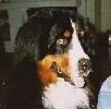 Bonzo