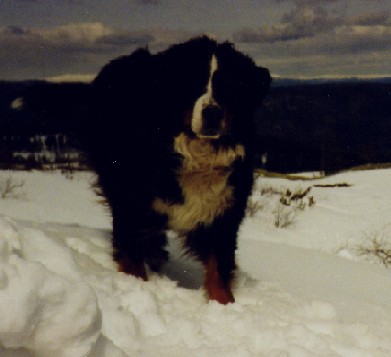 Unghund -hanne