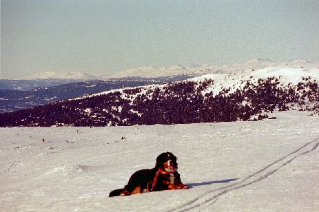 Rondane