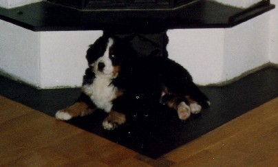 Unghund -hanne