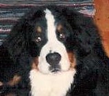 Bernerhaugen`s Rambo the one and only