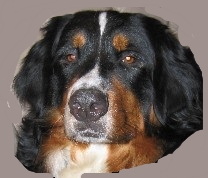 Shika deilig bernerjente