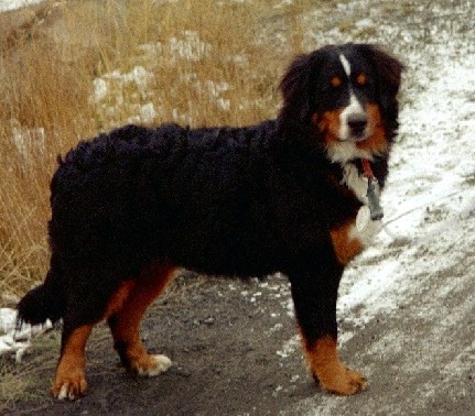 Shika h�sten 2002