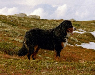 Sika h�sten 2003