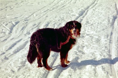 Shika p�sken 2003